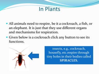 In Plants 
 All animals need to respire, be it a cockroach, a fish, or 
an elephant. It is just that they use different organs 
and mechanisms for respiration. 
 Given below is a cockroach click any button to see its 
functions. 
Insects, e.g., cockroach, 
housefly, etc.respire through 
tiny holes in their bodies called 
SPIRACLES. 
 