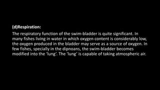(d)Respiration:
The respiratory function of the swim-bladder is quite significant. In
many fishes living in water in which oxygen content is considerably low,
the oxygen produced in the bladder may serve as a source of oxygen. In
few fishes, specially in the dipnoans, the swim-bladder becomes
modified into the ‘lung’. The ‘lung’ is capable of taking atmospheric air.
 