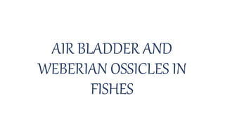 AIR BLADDER AND
WEBERIAN OSSICLES IN
FISHES
 