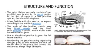 Air bladder and weberian ossicles of fishes.pptx