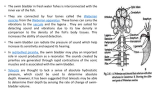 Air bladder and weberian ossicles of fishes.pptx
