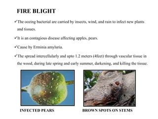 FIRE BLIGHT
The oozing bacterial are carried by insects, wind, and rain to infect new plants
and tissues.
It is an contagious disease affecting apples, pears.
Cause by Erminia amyluria.
The spread intercellularly and upto 1.2 meters (4feet) through vascular tissue in
the wood, during late spring and early summer, darkening, and killing the tissue.
INFECTED PEARS BROWN SPOTS ON STEMS
 