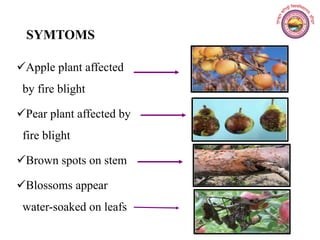 SYMTOMS
Apple plant affected
by fire blight
Pear plant affected by
fire blight
Brown spots on stem
Blossoms appear
water-soaked on leafs
 