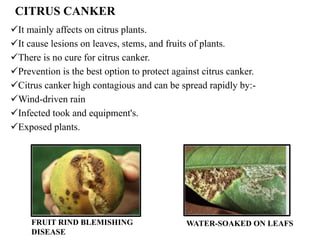 CITRUS CANKER
It mainly affects on citrus plants.
It cause lesions on leaves, stems, and fruits of plants.
There is no cure for citrus canker.
Prevention is the best option to protect against citrus canker.
Citrus canker high contagious and can be spread rapidly by:-
Wind-driven rain
Infected took and equipment's.
Exposed plants.
FRUIT RIND BLEMISHING
DISEASE
WATER-SOAKED ON LEAFS
 