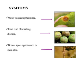 SYMTOMS
Water-soaked appearance.
Fruit rind blemishing
disease.
Brown spots appearance on
stem also.
 