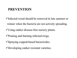 PREVENTION
Infected wood should be removed in late summer or
winner when the bacteria are not actively spreading.
Using canker disease-free nursery plants.
Pruning and burning infected twigs.
Spraying copped-based bactericides.
Developing canker resistant varieties.
 