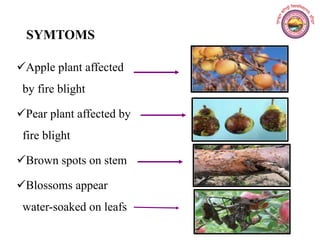 SYMTOMS
Apple plant affected
by fire blight
Pear plant affected by
fire blight
Brown spots on stem
Blossoms appear
wat...