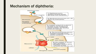 Mechanism of diphtheria:
 