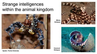 Strange intelligences
within the animal kingdom
Spider: Portia fimbriata
Mimic
Octopus
Coconut
Octopus
 