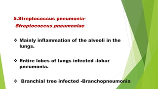 5.Streptococcus pneumonia-
Streptococcus pneumoniae
 Mainly inflammation of the alveoli in the
lungs.
 Entire lobes of lungs infected -lobar
pneumonia.
 Branchial tree infected -Branchopneumonia
 