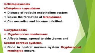 3.Histoplasmosis
Histoplama capsulatum
 Disease of reticulo endothelium system
 Cause the formation of Granulomas
 Can necrotize and become calcified.
4.Cryptococcis
 Cryptococcus neoformans
 Affects lungs, spread to skin ,bones and
Central nervous systems.
 Once in central nervous system Cryptococcal
meningitis occurs.
 