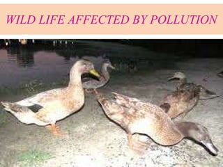 WILD LIFE AFFECTED BY POLLUTION
 