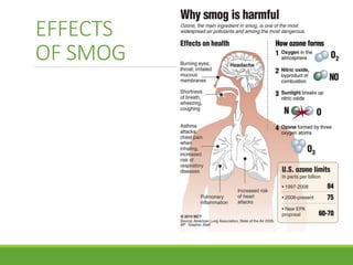 EFFECTS
OF SMOG
 