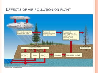 EFFECTS OF AIR POLLUTION ON PLANT
 