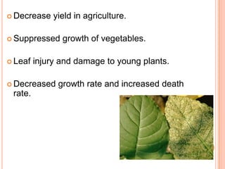  Decrease    yield in agriculture.

 Suppressed    growth of vegetables.

 Leaf   injury and damage to young plants.

 Decreased    growth rate and increased death
 rate.
 