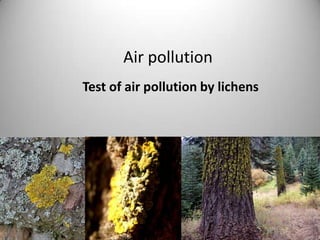 Air pollution
Test of air pollution by lichens
 