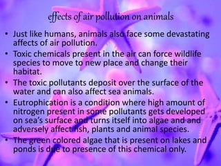 effects of air pollution on animals
• Just like humans, animals also face some devastating
affects of air pollution.
• Toxic chemicals present in the air can force wildlife
species to move to new place and change their
habitat.
• The toxic pollutants deposit over the surface of the
water and can also affect sea animals.
• Eutrophication is a condition where high amount of
nitrogen present in some pollutants gets developed
on sea’s surface and turns itself into algae and and
adversely affect fish, plants and animal species.
• The green colored algae that is present on lakes and
ponds is due to presence of this chemical only.
 