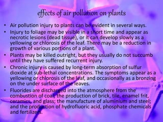 • Air pollution injury to plants can be evident in several ways.
• Injury to foliage may be visible in a short time and appear as
necrotic lesions (dead tissue), or it can develop slowly as a
yellowing or chlorosis of the leaf. There may be a reduction in
growth of various portions of a plant.
• Plants may be killed outright, but they usually do not succumb
until they have suffered recurrent injury.
• Chronic injury is caused by long-term absorption of sulfur
dioxide at sub-lethal concentrations. The symptoms appear as a
yellowing or chlorosis of the leaf, and occasionally as a bronzing
on the under surface of the leaves.
• Fluorides are discharged into the atmosphere from the
combustion of coal; the production of brick, tile, enamel frit,
ceramics, and glass; the manufacture of aluminium and steel;
and the production of hydrofluoric acid, phosphate chemicals
and fertilizers.
effects of air pollution on plants
 