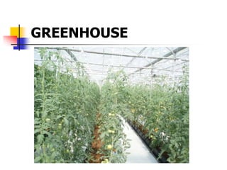 GREENHOUSE
 