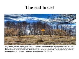 The red forest
 