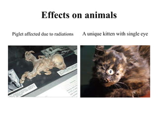 Effects on animals
Piglet affected due to radiations A unique kitten with single eye
 