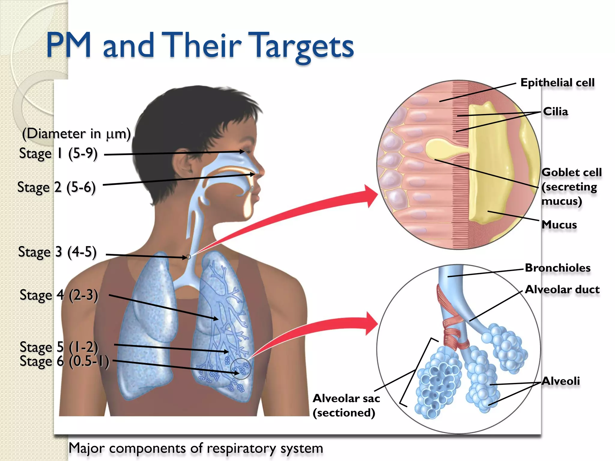 Alveolar sac
(sectioned)
Alveoli
Bronchioles
Alveolar duct
Goblet cell
(secreting
mucus)
Mucus
Epithelial cell
Cilia
Major components of respiratory system
Stage 1 (5-9)
Stage 3 (4-5)
Stage 2 (5-6)
(Diameter in mm)
Stage 4 (2-3)
Stage 5 (1-2)
Stage 6 (0.5-1)
PM and Their Targets
 