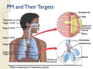 Alveolar sac
(sectioned)
Alveoli
Bronchioles
Alveolar duct
Goblet cell
(secreting
mucus)
Mucus
Epithelial cell
Cilia
Major components of respiratory system
Stage 1 (5-9)
Stage 3 (4-5)
Stage 2 (5-6)
(Diameter in mm)
Stage 4 (2-3)
Stage 5 (1-2)
Stage 6 (0.5-1)
PM and Their Targets
 