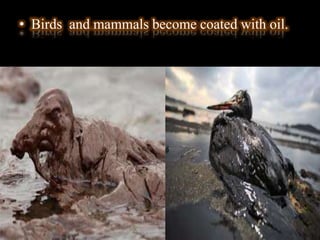 • Birds and mammals become coated with oil.
 