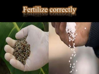 Fertilize correctly
 