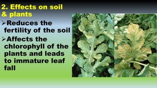 2. Effects on soil
& plants
Reduces the
fertility of the soil
Affects the
chlorophyll of the
plants and leads
to immature leaf
fall
 