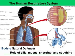 The Human Respiratory System
Body’s Natural Defenses
Role of cilia, mucus, sneezing, and coughing
 