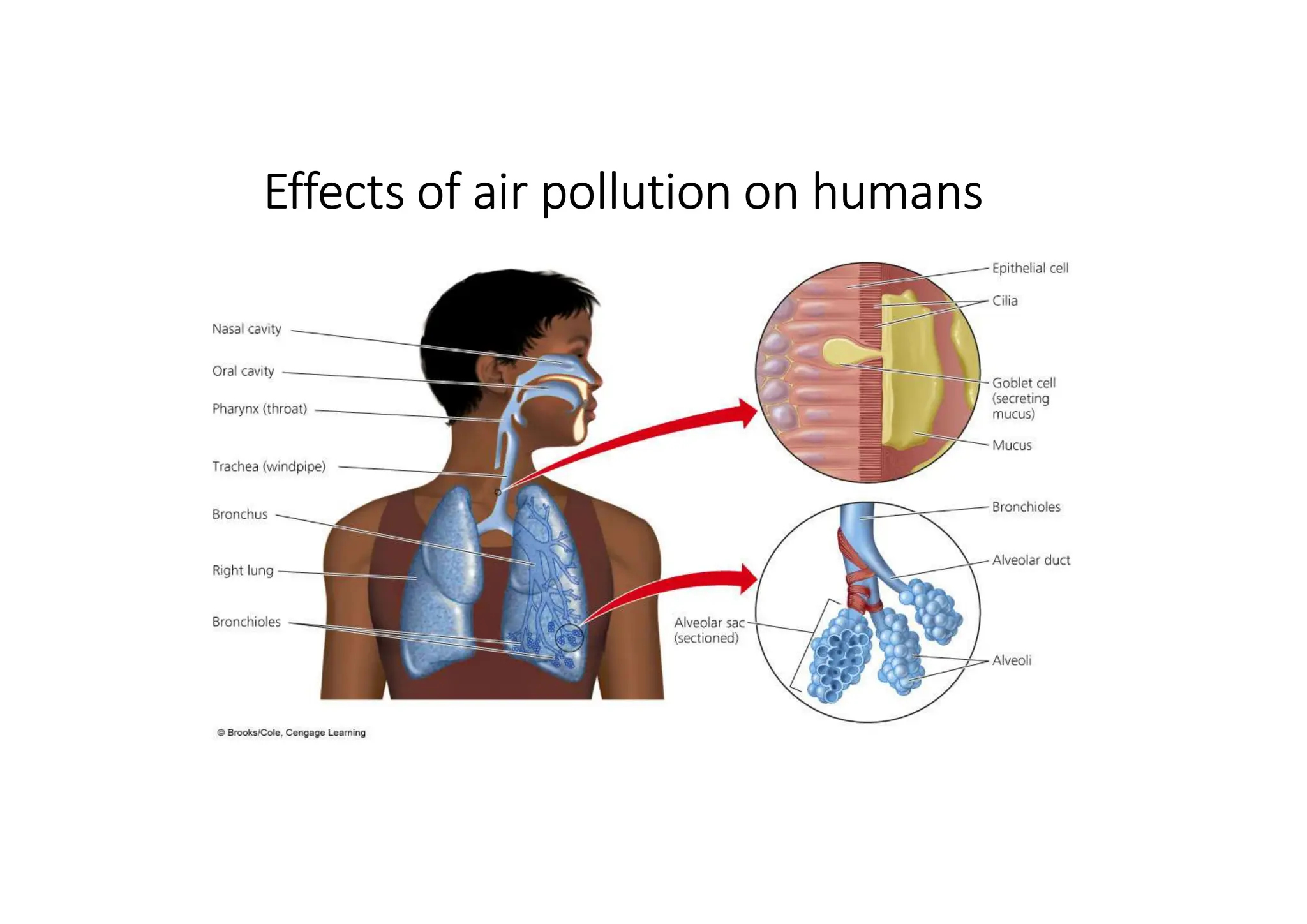 Effects of air pollution on humans
 