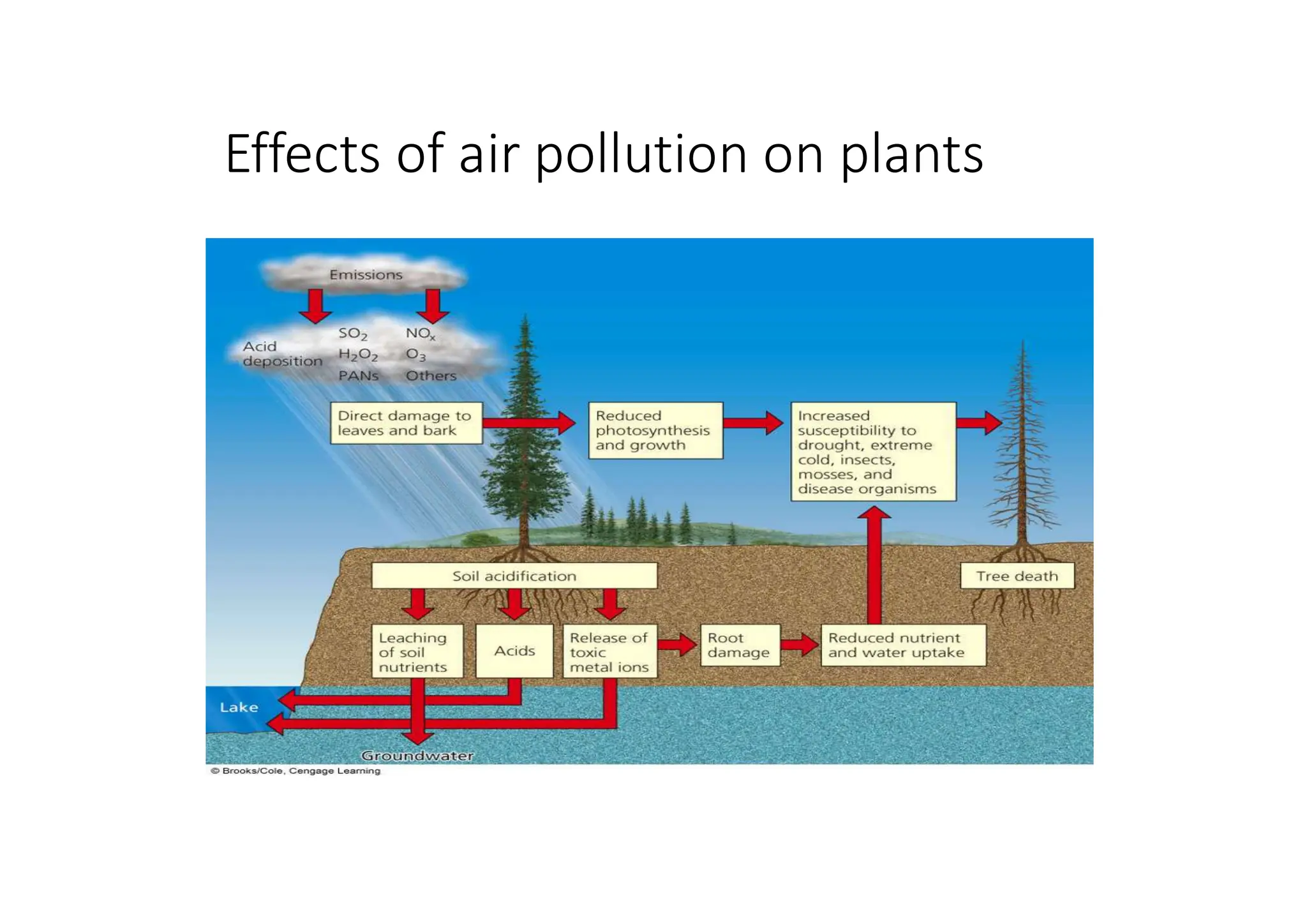 Effects of air pollution on plants
 