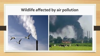 Wildlife affected by air pollution
 