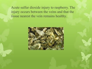 Raspberry Scratch Injury Air pollution stress plants Zia Amjad.pptx