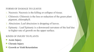 FORMS OF DAMAGE TO LEAVES
1. Necrosis: Necrosis is the killing or collapse of tissue.
2. Chlorosis: Chlorosis is the loss or reduction of the green plant
pigment, chlorophyll.
3. Abscission: Leaf abscission is dropping of leaves.
4. Epinasty : Leaf Epinasty is a downward curvature of the leaf due
to higher rate of growth on the upper surface.
KINDS OF INJURY TO PLANTS
 Acute Injury
 Chronic Injury
 Growth or Yield Retardation
 