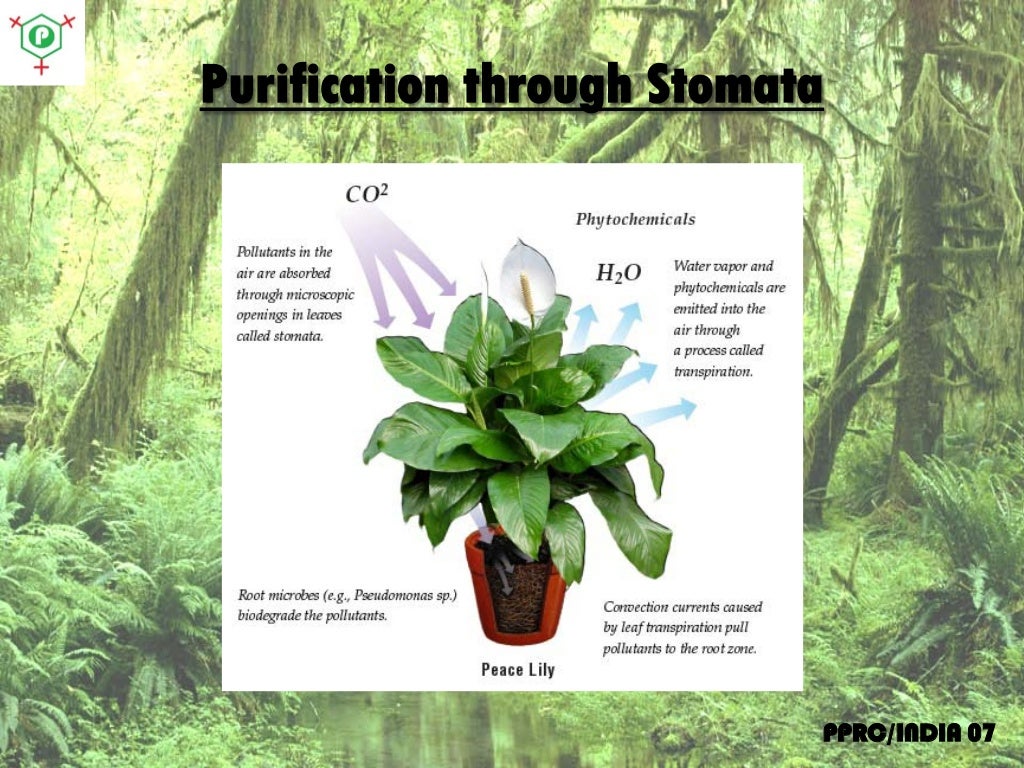 Air purifying plants