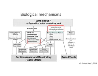 Biological mechanisms
HEI Perspectives 3, 2013
Cellular level
 