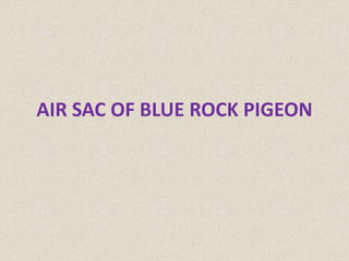 AIR SAC OF BLUE ROCK PIGEON
 