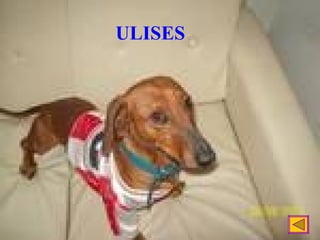 ULISES