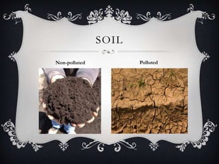 SOIL
Non-polluted Polluted
 