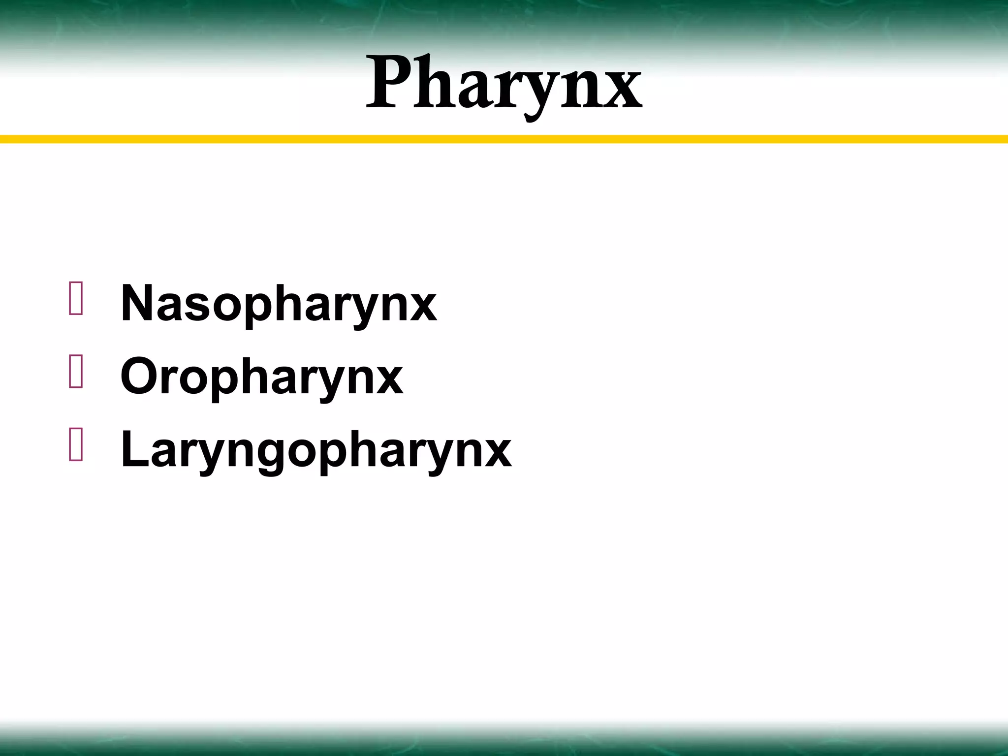 Pharynx

 Nasopharynx
 Oropharynx
 Laryngopharynx
 