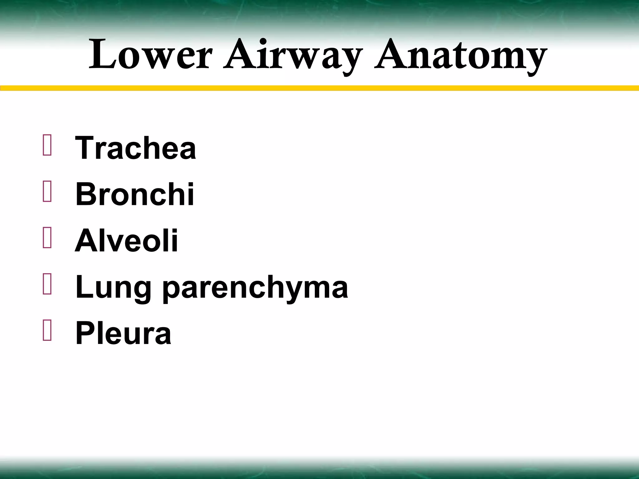 Lower Airway Anatomy

   Trachea
   Bronchi
   Alveoli
   Lung parenchyma
   Pleura
 