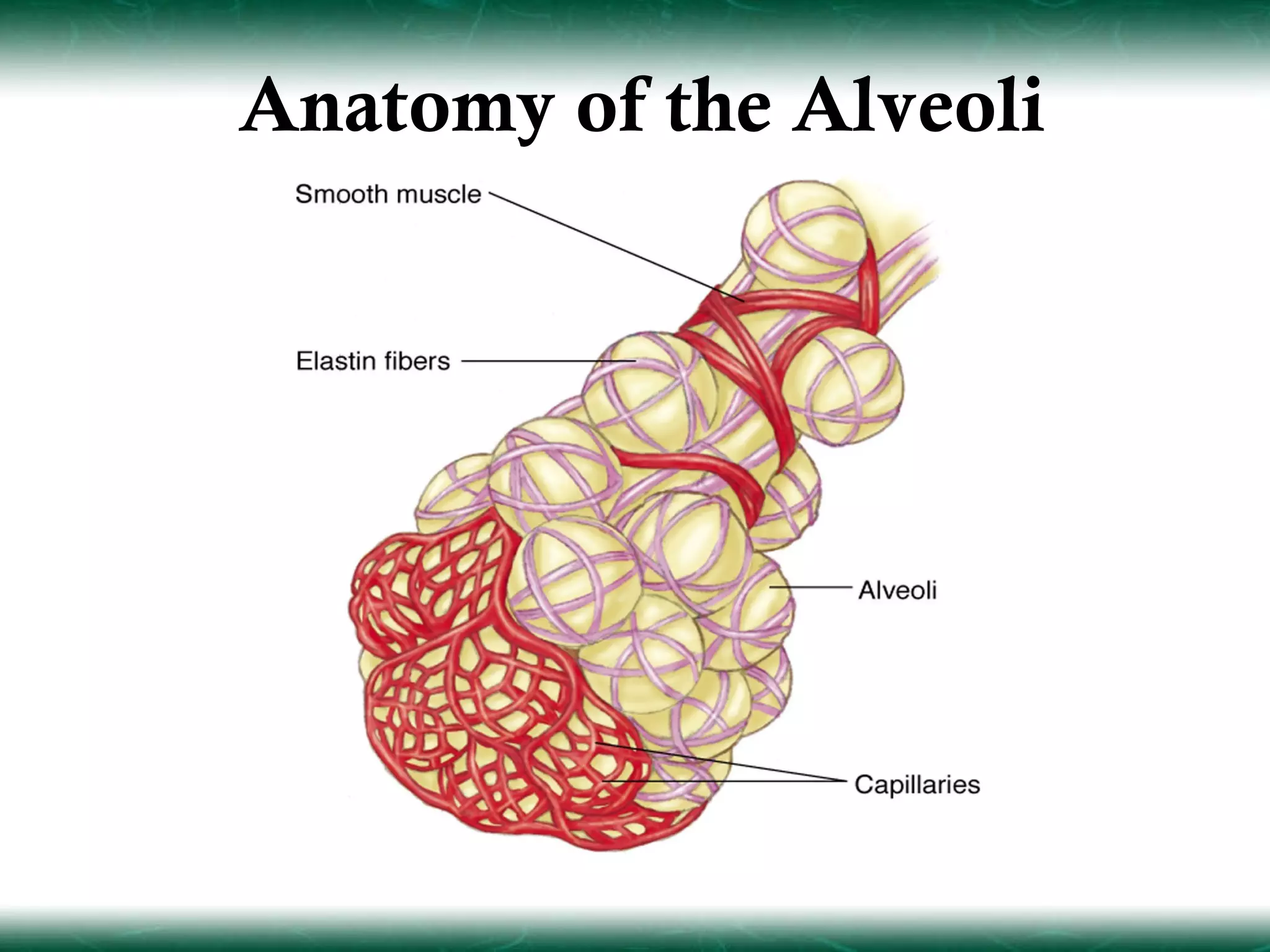 Anatomy of the Alveoli
 