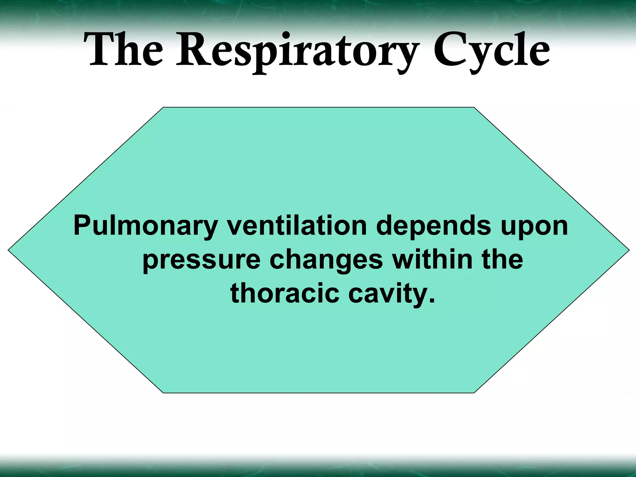 The Respiratory Cycle


Pulmonary ventilation depends upon
    pressure changes within the
          thoracic cavity.
 