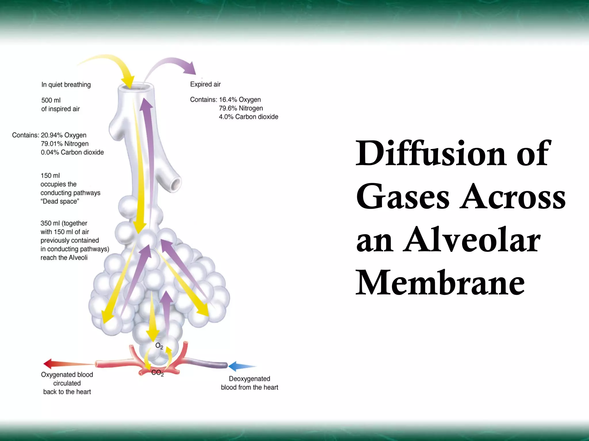 Diffusion of
Gases Across
an Alveolar
Membrane
 