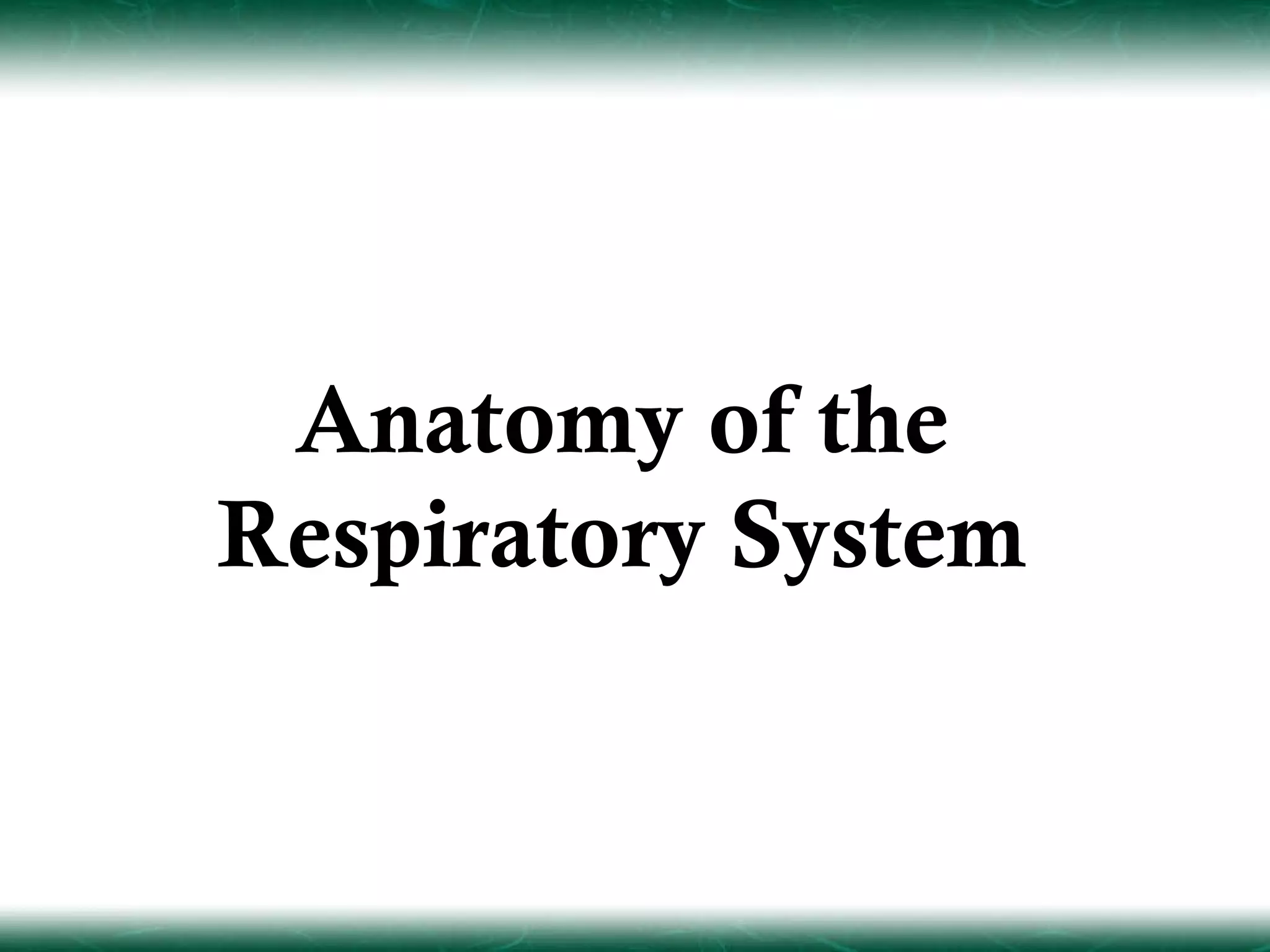 Anatomy of the
Respiratory System
 