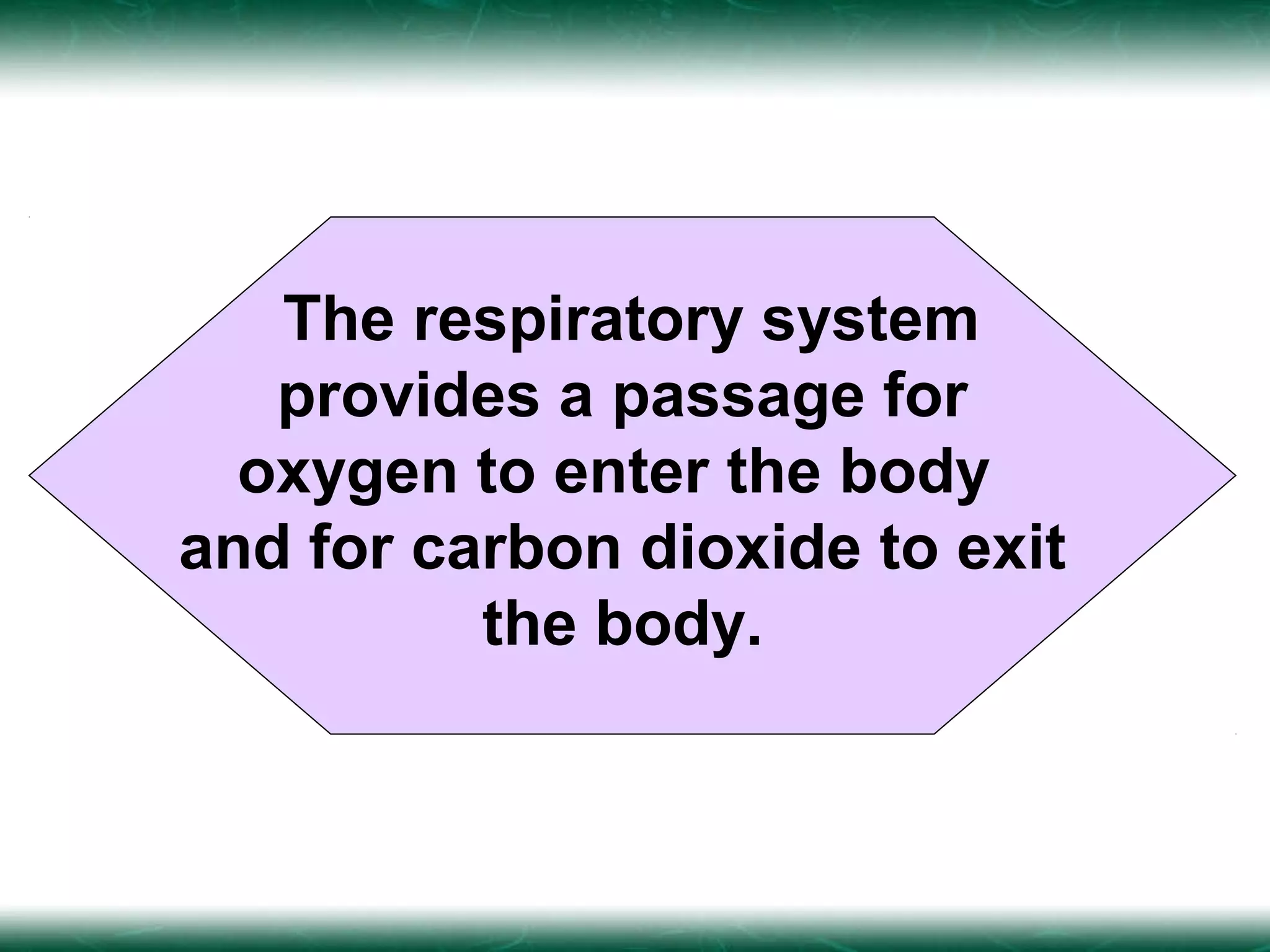 The respiratory system
   provides a passage for
  oxygen to enter the body
and for carbon dioxide to exit
          the body.
 