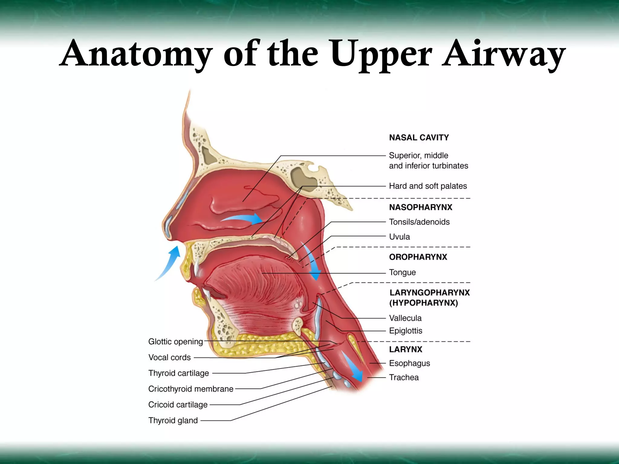Anatomy of the Upper Airway
 