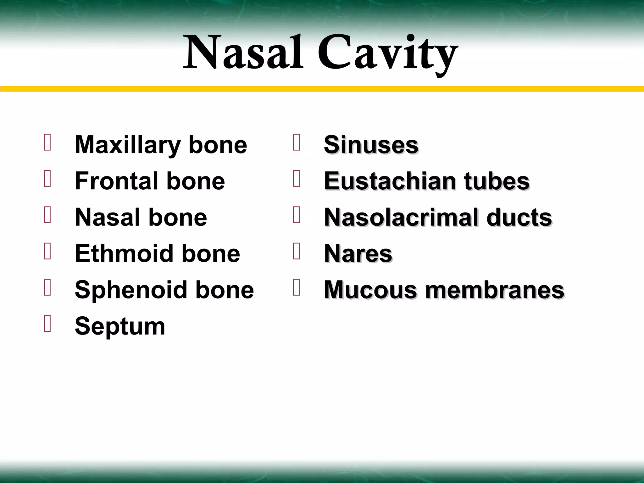Nasal Cavity
   Maxillary bone      Sinuses
   Frontal bone        Eustachian tubes
   Nasal bone          Nasolacrimal ducts
   Ethmoid bone        Nares
   Sphenoid bone       Mucous membranes
   Septum
 